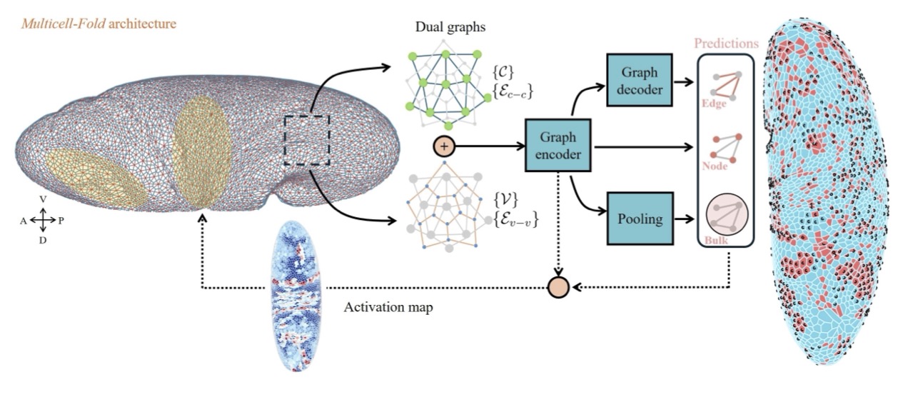 Epithelial mechanics - multi-cell folding